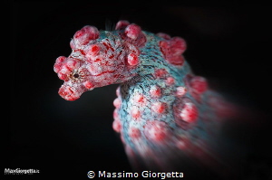 Pigmy portrait - Raja Ampat by Massimo Giorgetta 